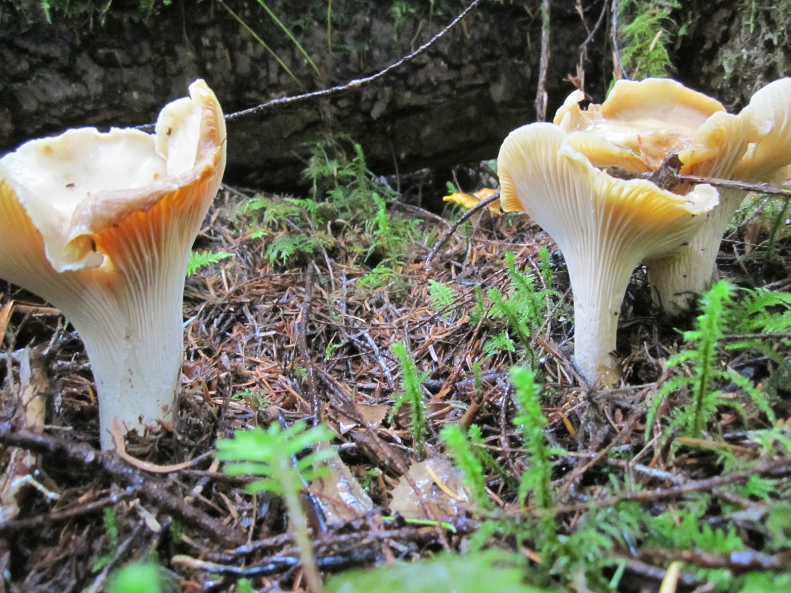 Chanterelle Processing MultiColored Chanterelles